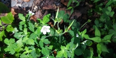 Geranium sibiricum
