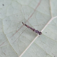 Empicoris vagabundus