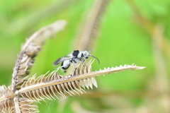 Traumatomutilla bifurca