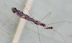 Empicoris vagabundus