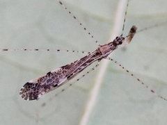 Empicoris vagabundus