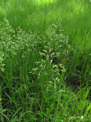 Poa annua