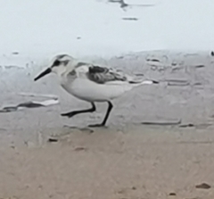 Calidris alba