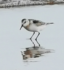 Calidris alba