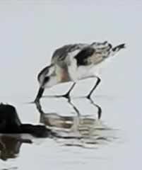 Calidris alba