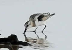 Calidris alba