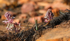 Ledebouria leptophylla