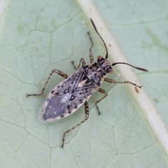 Brachycarenus tigrinus