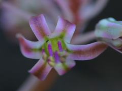 Ledebouria leptophylla