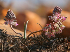 Ledebouria leptophylla