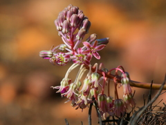 Ledebouria leptophylla