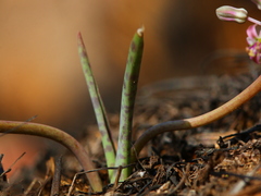 Ledebouria leptophylla