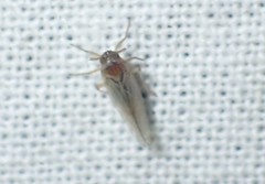 Javesella pellucida