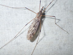 Tipula confusa