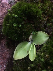 Pinguicula acuminata