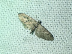 Eupithecia pusillata