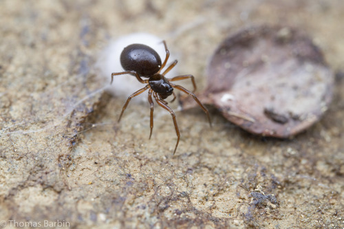 Alpine Money Spider