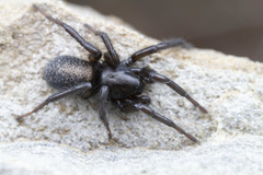 Gnaphosa muscorum