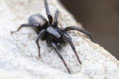 Gnaphosa muscorum