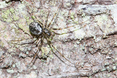 Drapetisca alteranda