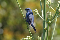 Glaucous-Blue Grosbeak photo 3
