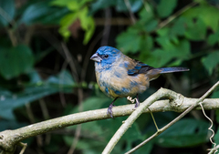 Glaucous-Blue Grosbeak photo 5