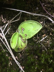 Pinguicula acuminata