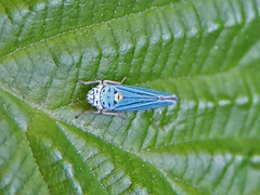 Graphocephala atropunctata