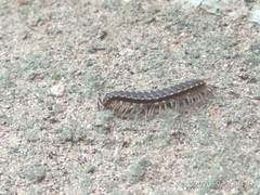 Asiomorpha coarctata