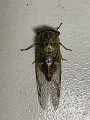 Neotibicen latifasciatus