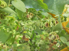 Fallopia dumetorum