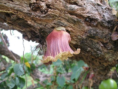 Calabash Tree