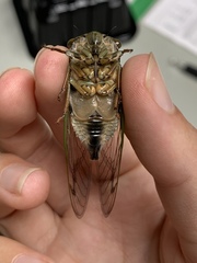 Neotibicen latifasciatus