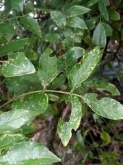 Zanthoxylum hirsutum
