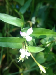 Murdannia keisak