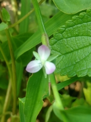 Murdannia keisak