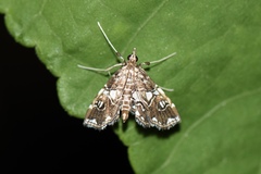 Paracymoriza