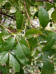 Zanthoxylum hirsutum
