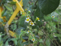 Galinsoga quadriradiata