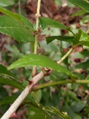 Zanthoxylum hirsutum
