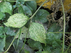 Galinsoga quadriradiata