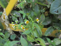 Galinsoga quadriradiata