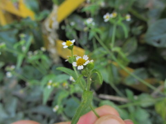 Galinsoga quadriradiata