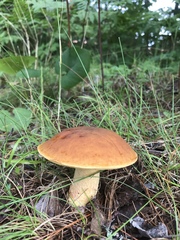 Leccinum