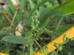 Atriplex patula