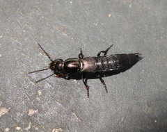 Ocypus fuscatus