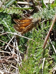 Hesperia comma laurentina
