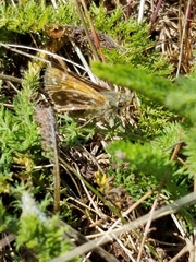 Hesperia comma laurentina