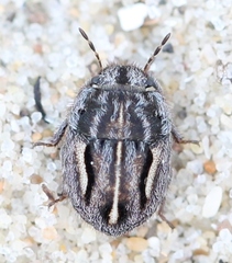 Odontoscelis lineola