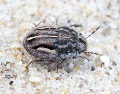 Odontoscelis lineola